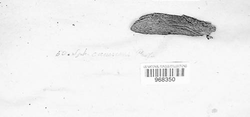 Echinosphaeria canescens image